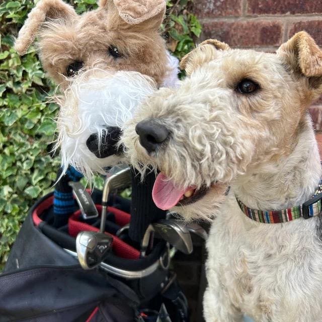 Custom Welsh Terrier Golf Headcover – Personalised Dog Portrait Golf  Gift