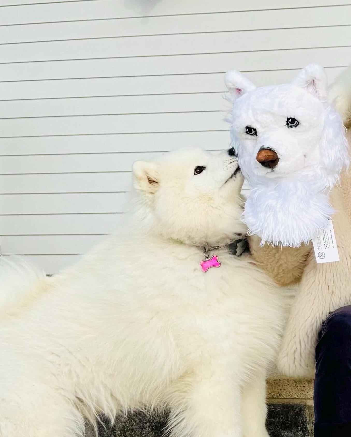 Custom dog Portrait Golf Club Headcover-Samoyed, Golf Gift for Dad