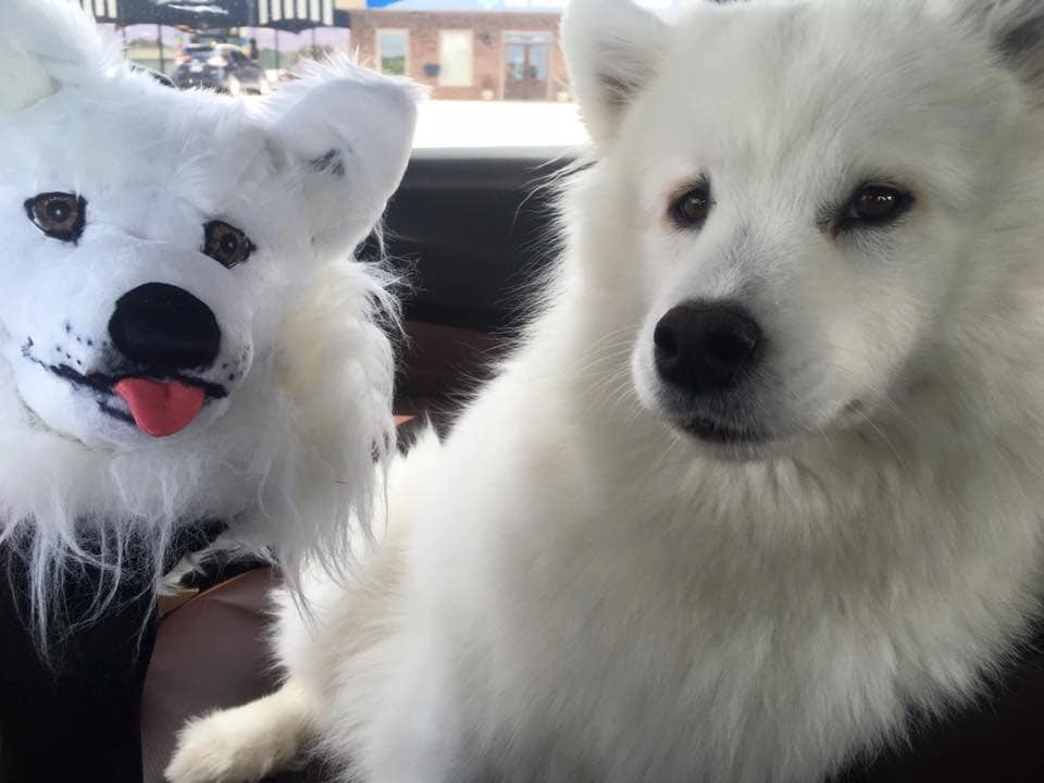 Custom dog Portrait Golf Club Headcover-Samoyed, Golf Gift for Dad